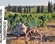 Accompagnatore Turistico